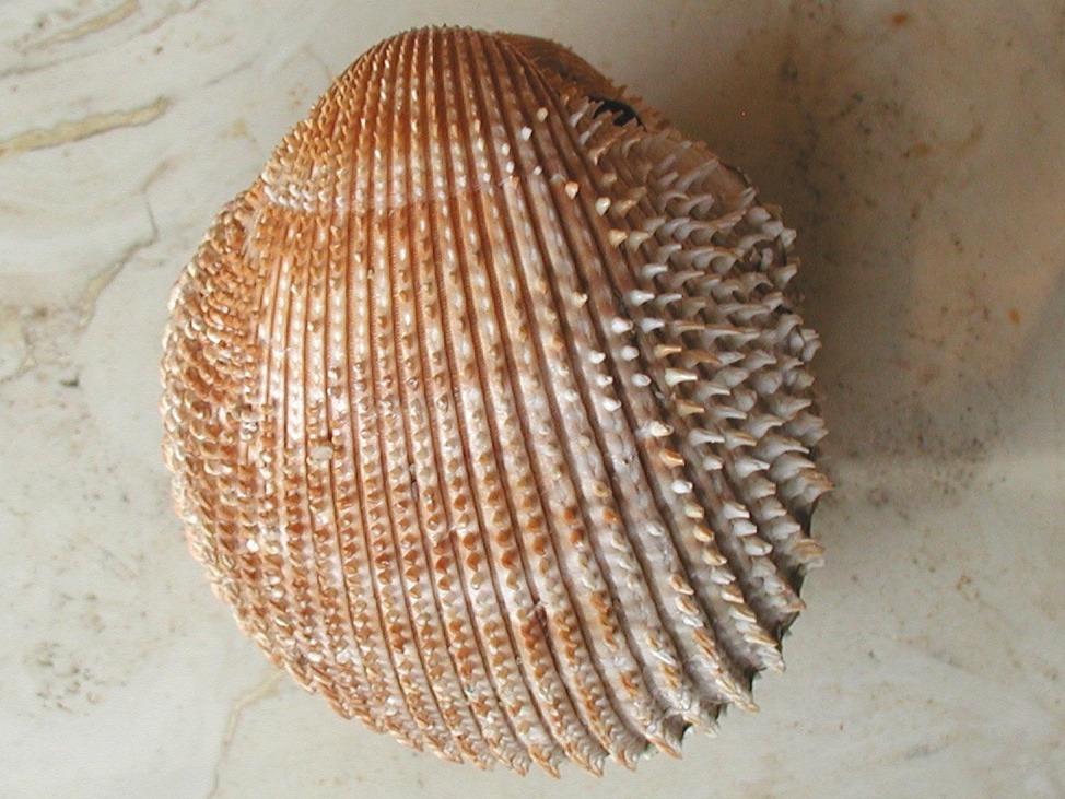 Acanthocardia spinosa